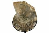 Cretaceous Ammonite (Mammites) With Metal Stand - Morocco #164233-1